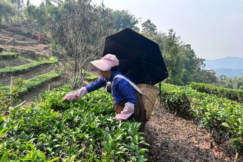 有关于江城：春茶“俏”茶农“笑” 万亩春茶抢“鲜”开采的相关内容(3)