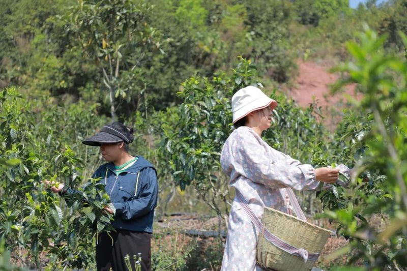 有关于江城：春茶“俏”茶农“笑” 万亩春茶抢“鲜”开采的相关内容(2)