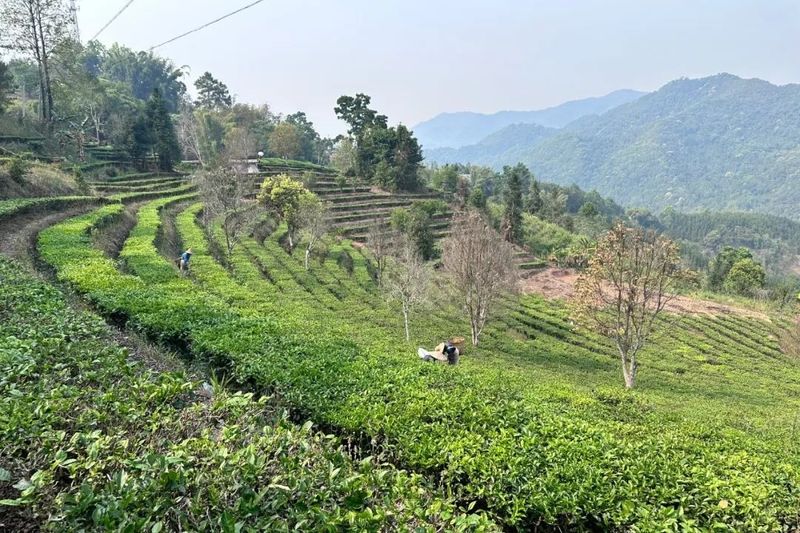 有关于江城：春茶“俏”茶农“笑” 万亩春茶抢“鲜”开采的相关内容