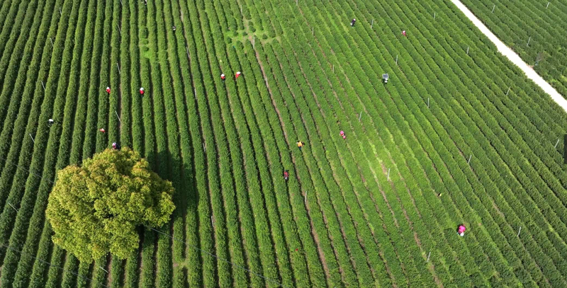 有关于庐江第十六届白云春毫茶文化旅游季新闻发布会在合肥举行的资讯(5)
