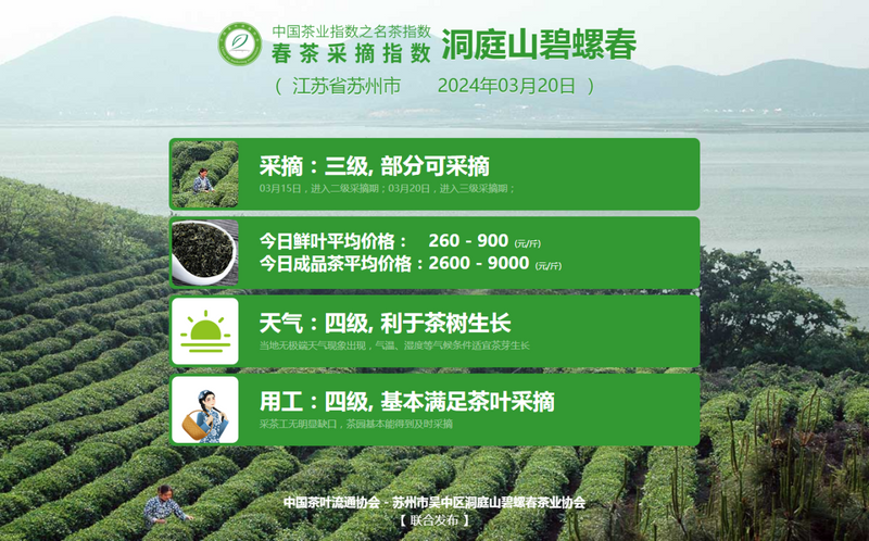 有关于2024春茶季:西湖龙井正式开采的资讯(5)