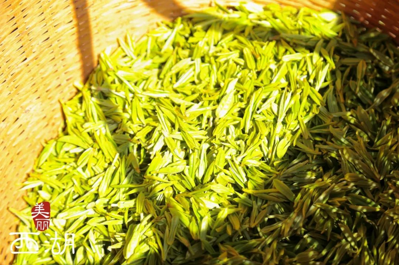 有关于2024春茶季:西湖龙井正式开采的资讯(2)