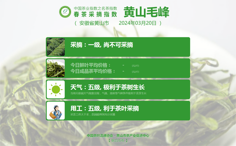 有关于2024春茶季:西湖龙井正式开采的资讯(9)