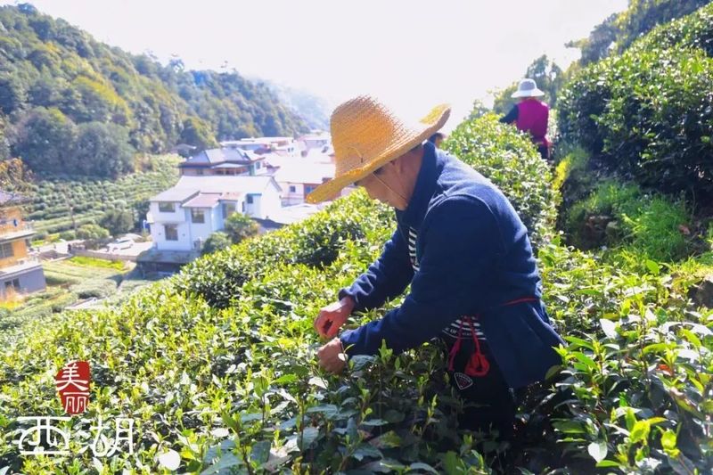 有关于2024春茶季:西湖龙井正式开采的资讯(1)