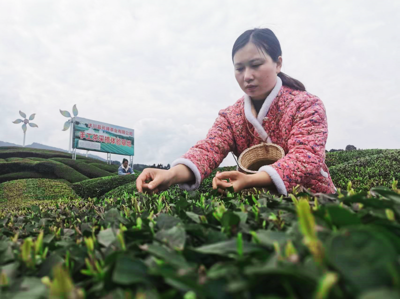 有关于沐川:春意正浓茶飘香 20多万亩茶园陆续开采的新闻(1)