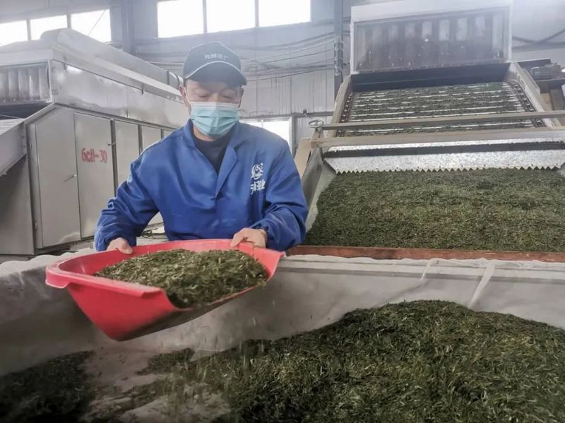 有关于沐川:春意正浓茶飘香 20多万亩茶园陆续开采的新闻(2)