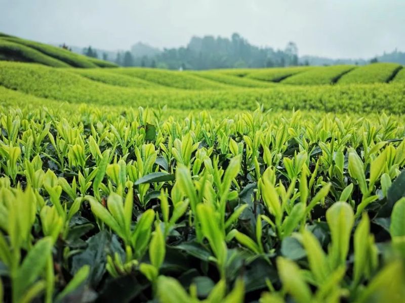 有关于沐川:春意正浓茶飘香 20多万亩茶园陆续开采的新闻(3)