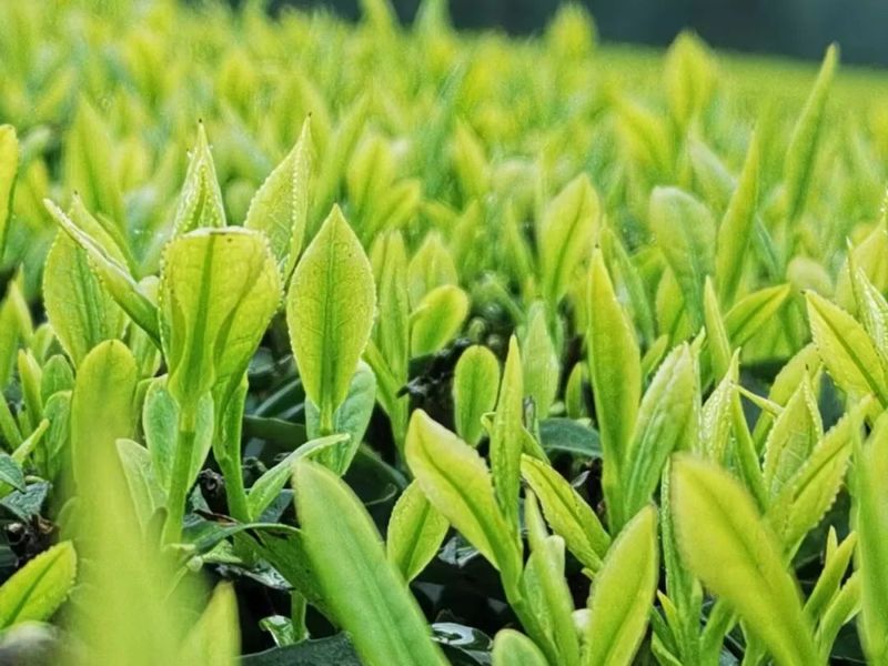 有关于沐川:春意正浓茶飘香 20多万亩茶园陆续开采的新闻