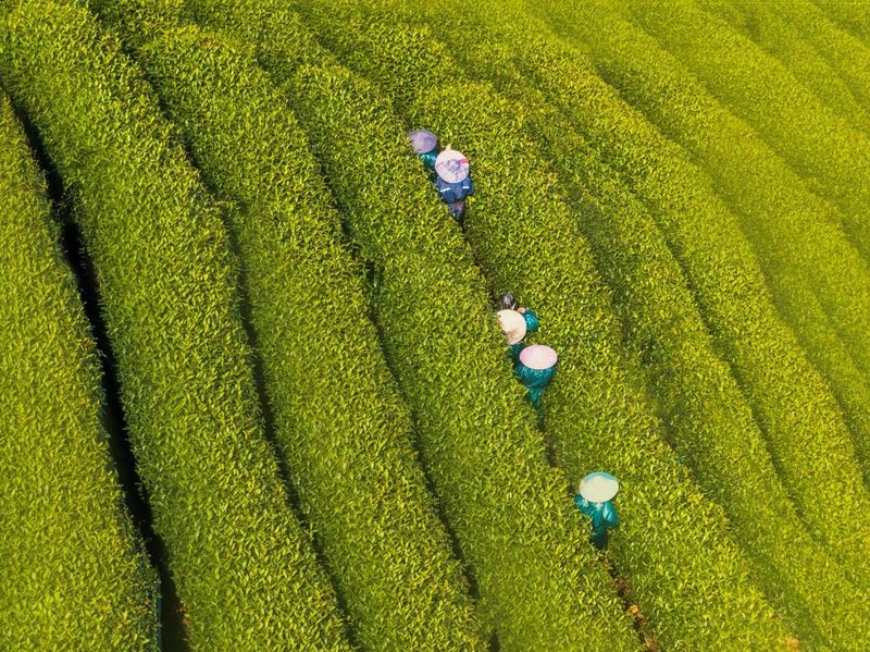 有关于西湖龙井今日正式开采,今年龙井茶比往年更香!的信息(1)
