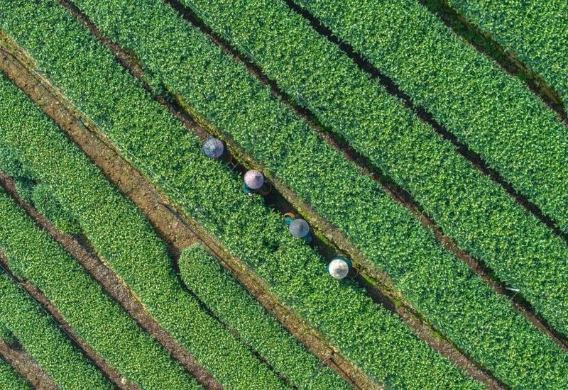 有关于西湖龙井今日正式开采,今年龙井茶比往年更香!的信息(3)