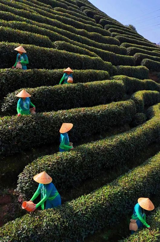 有关于西湖龙井今日正式开采,今年龙井茶比往年更香!的信息(2)