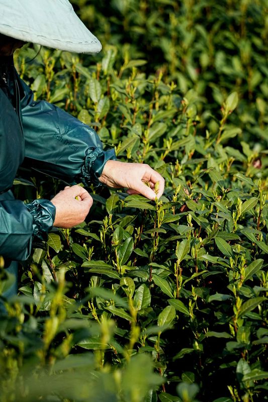 有关于西湖龙井今日正式开采,今年龙井茶比往年更香!的信息