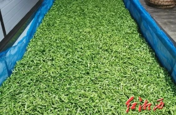 有关于“三茶”统筹发展座谈交流会成功举办的信息(1)