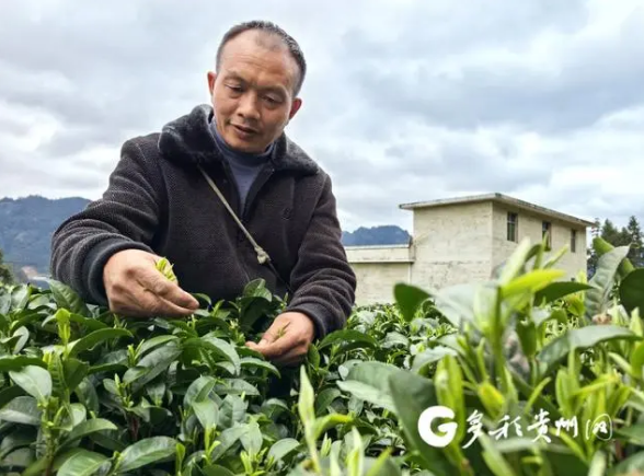 有关于贵州独山：春茶飘香富农家的相关信息