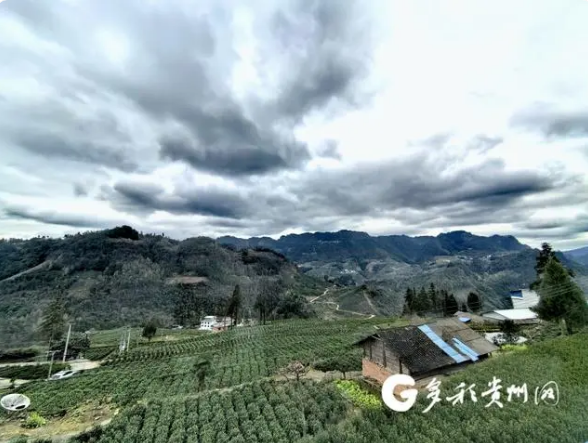 有关于贵州独山：春茶飘香富农家的相关信息(3)