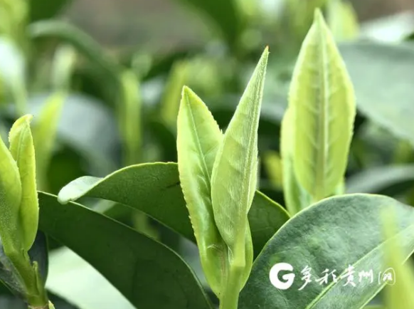 有关于贵州独山：春茶飘香富农家的相关信息(2)