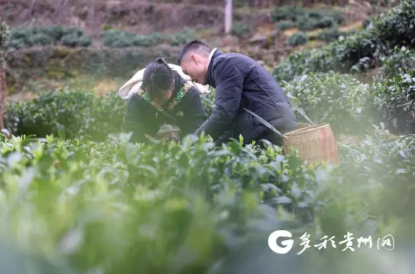 有关于贵州独山：春茶飘香富农家的相关信息(1)