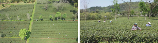 有关于春风和煦，绿意盎然！英德春茶抢鲜开采的新闻(1)