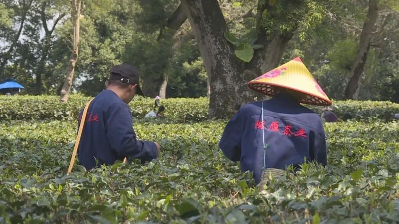 有关于春风和煦,绿意盎然!英德春茶抢鲜开采的新闻(2)