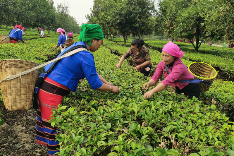 关于沧源：开展茶叶采摘培训 助力群众增收的信息(1)