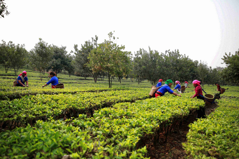 关于沧源：开展茶叶采摘培训 助力群众增收的信息(2)
