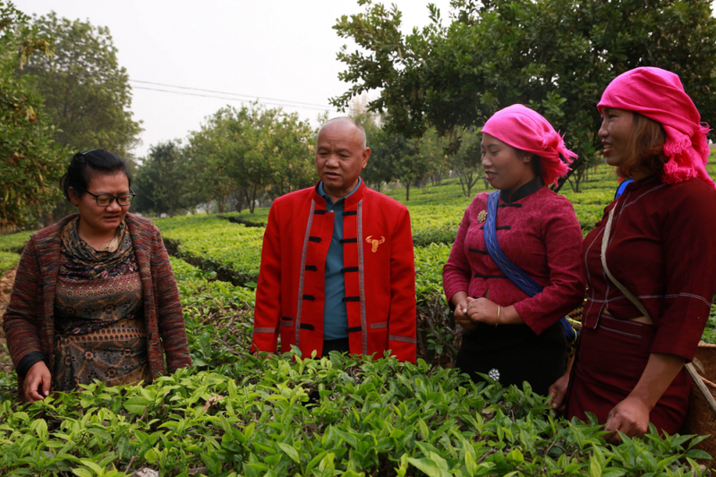 关于沧源：开展茶叶采摘培训 助力群众增收的信息