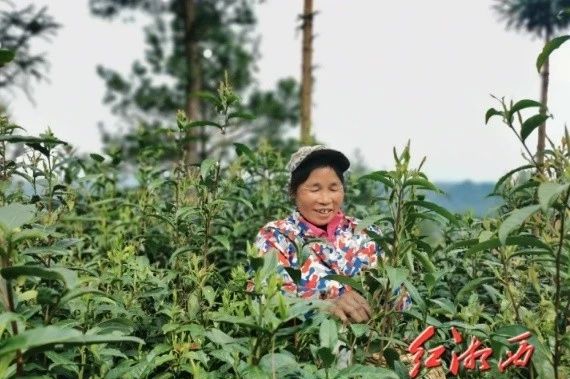 关于湘西州吉首市河溪镇第一批“早春茶”开采的相关信息