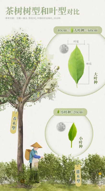 关于中国茶，如何征服世界？的相关信息(6)