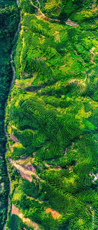 关于中国茶，如何征服世界？的相关信息(1)