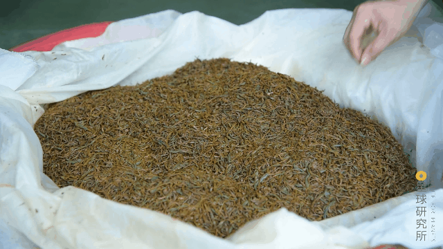 关于中国茶，如何征服世界？的相关信息(26)