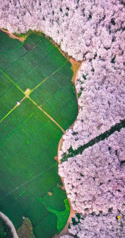 关于中国茶，如何征服世界？的相关信息(7)