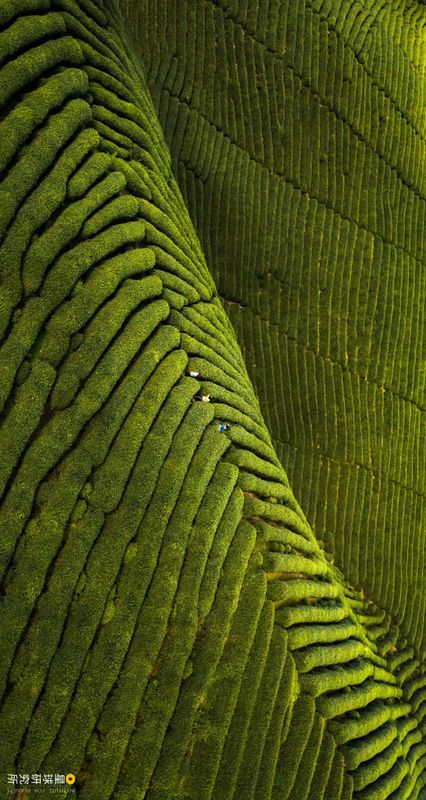 关于中国茶，如何征服世界？的相关信息(9)