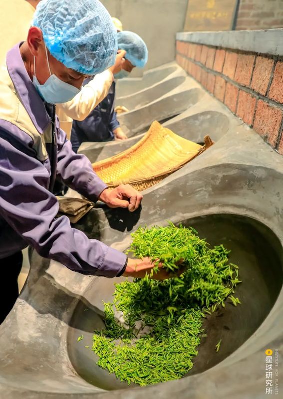 关于中国茶，如何征服世界？的相关信息(23)