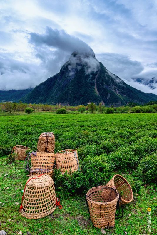 关于中国茶，如何征服世界？的相关信息(30)