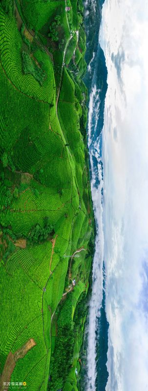 关于中国茶，如何征服世界？的相关信息(40)