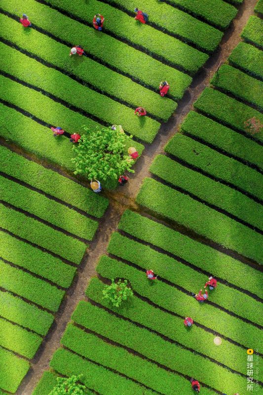 关于中国茶，如何征服世界？的相关信息(8)