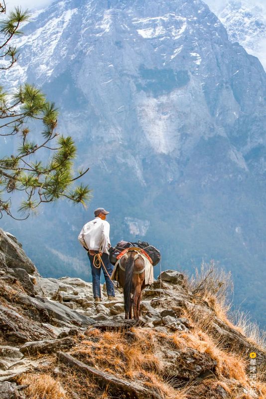 关于中国茶，如何征服世界？的相关信息(31)