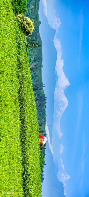 关于中国茶，如何征服世界？的相关信息(3)