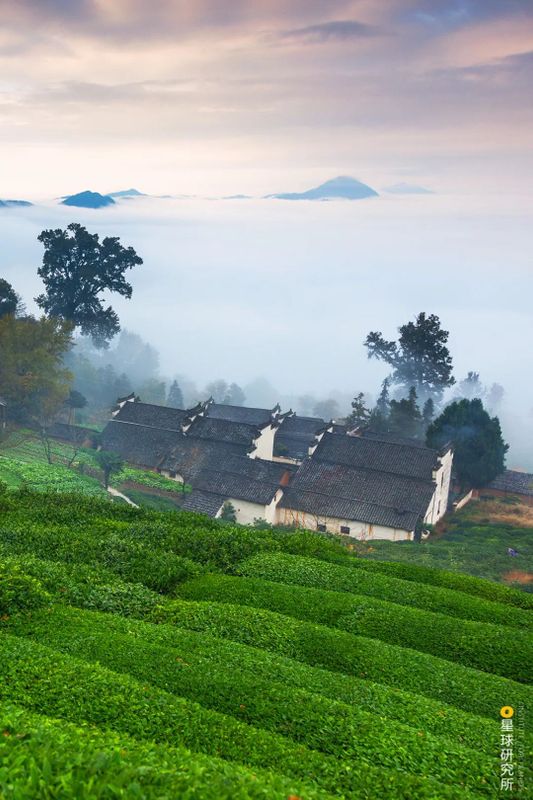 关于中国茶，如何征服世界？的相关信息(2)