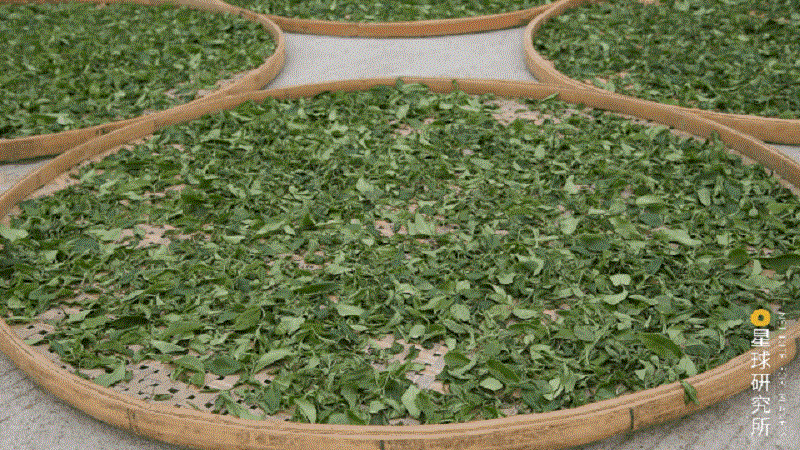 关于中国茶，如何征服世界？的相关信息(25)