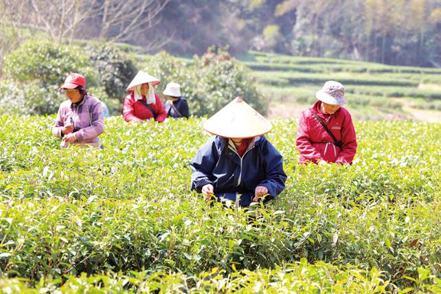 关于春茶开采，张坊镇富溪村明前茶日采200斤的相关内容