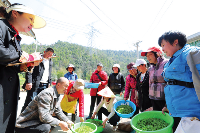 关于春茶开采，张坊镇富溪村明前茶日采200斤的相关内容(3)