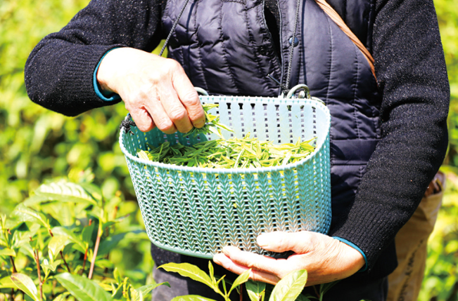 关于春茶开采，张坊镇富溪村明前茶日采200斤的相关内容(2)