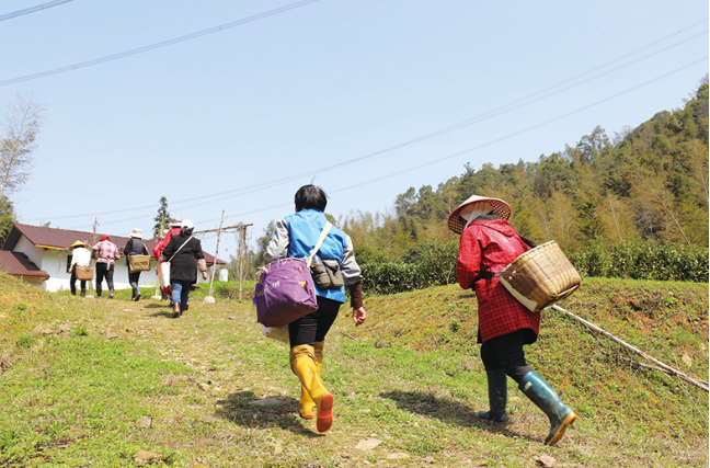 关于春茶开采，张坊镇富溪村明前茶日采200斤的相关内容(1)