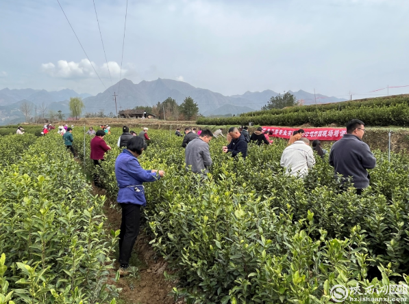 关于镇巴县简池镇春茶开始采摘的消息