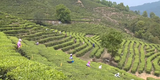 关于凤庆县：茶农抢“鲜”开采春茶的资讯(1)