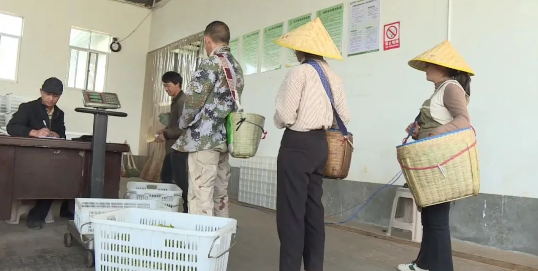 关于凤庆县：茶农抢“鲜”开采春茶的资讯(2)