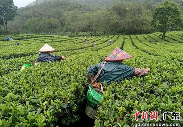 有关于清远英德全力推动茶产业高质量发展的内容