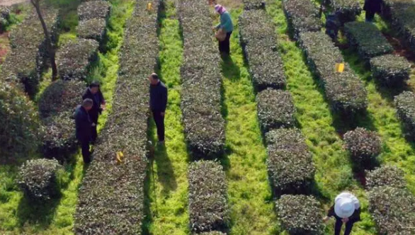 关于孝昌：10万亩茶园管护忙 专家“把脉”送良方的内容(3)