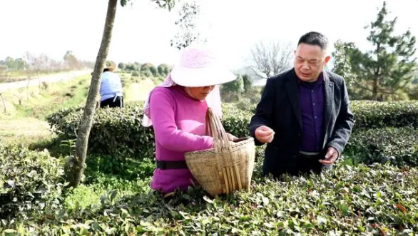 关于孝昌：10万亩茶园管护忙 专家“把脉”送良方的内容(5)